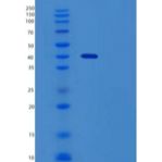 人CD28/TP44(C-Fc)重组蛋白