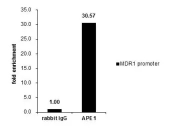 APE1 antibody