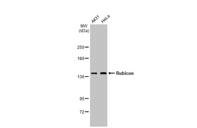 Rubicon antibody