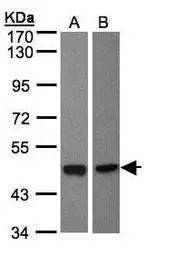 BMP8A antibody [C3], C-term