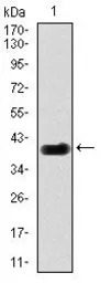 DLL4 antibody [4A11]