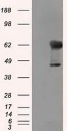 Transketolase antibody [5H3]