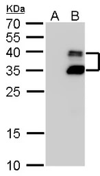 BarX1 antibody