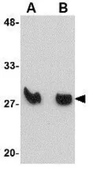 KLRA1 antibody