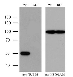 beta Tubulin 3/ Tuj1 antibody 