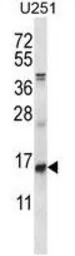 ID1 antibody