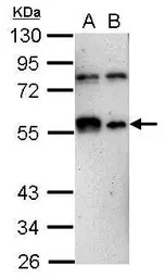 KLF12 antibody