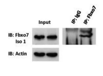 FBXO7 antibody, Internal