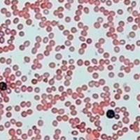 碱性磷酸酶染色服务