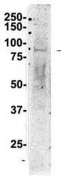 Nucleolin antibody, C-term