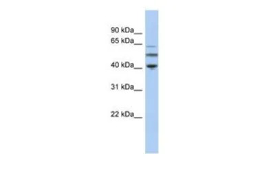 TUBA3C antibody, N-term