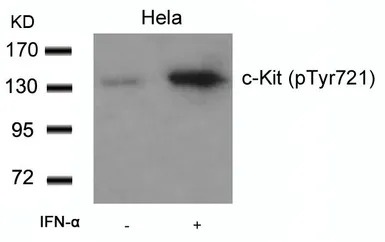 c-kit (phospho Tyr721) antibod