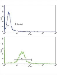 EPN3 antibody, N-term