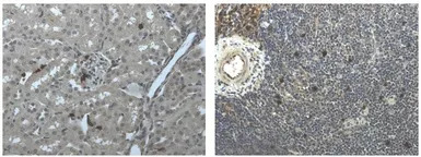 Ly6g antibody [6D17]