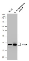 FPRL1 antibody