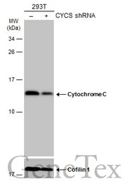 Cytochrome C antibody