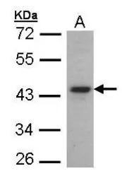 FOXE1 antibody