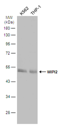 WIPI2 antibody
