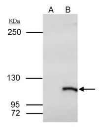 SmarcAL1 antibody