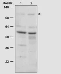 CDH11 antibody [5B2H5]