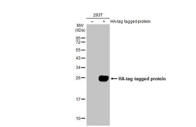 HA tag antibody