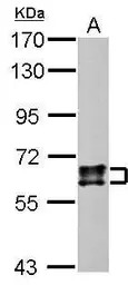 CRMP1 antibody
