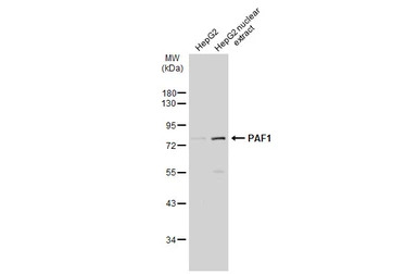 PAF1 antibody