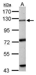 Exonuclease 1 antibody