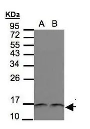 Thioredoxin antibody [N3C3]