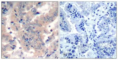 PI3 kinase p85 / p55 antibody