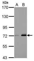 URP2 antibody