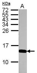 Histone H4K5K8K12K16ac (acetyl
