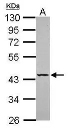 SEPT5 antibody [N3C3]