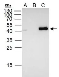 FOXE1 antibody