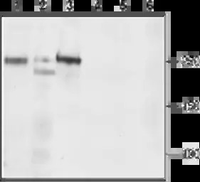Cav1.3 antibody
