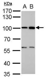 ATG9A antibody