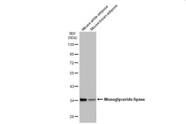 Monoglyceride lipase antibody