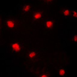 p21 Cip1 (phospho Thr145) anti