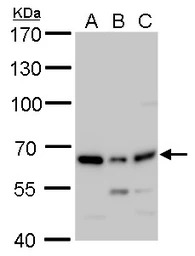 PSPC1 antibody