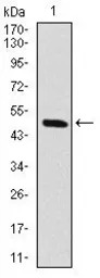 Raf1 antibody [4G4]