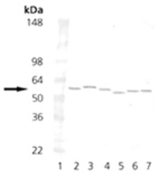 PDI antibody [1D3]