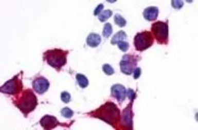 TM7SF1/GPR137B antibody