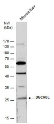 DGCR6L antibody