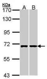 RIC8A antibody
