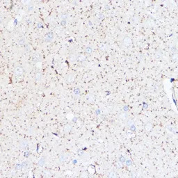 Monoamine Oxidase A antibody