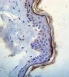 c-Kit antibody, N-term