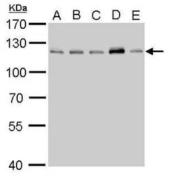 CYLD antibody