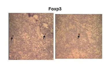FOXP3 antibody, N-term