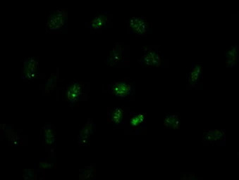 GATA4 antibody [9F9]