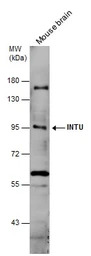 INTU antibody